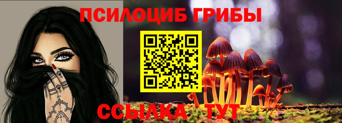 Галлюциногенные грибы Psilocybe  Вход с VPN  Галлюциногенные грибы прущие грибы  Осинники 